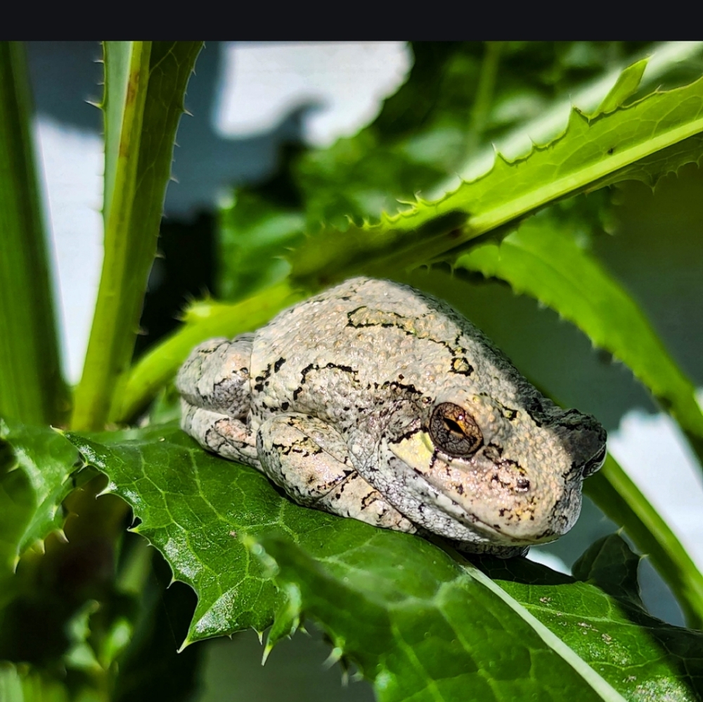 Live Show Listing 🐸